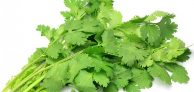 فوائد الكزبرة