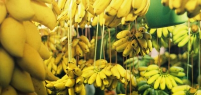 ما هي فوائد الموز