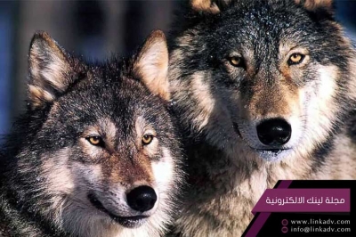 وثائقي:البرية الجامحة - قارة امريكا الجنوبية