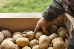 close-up-kid-hand-touching-potato