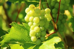 grapes-276070_1920