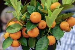 selective-focus-shot-bunch-citrus-calamondin